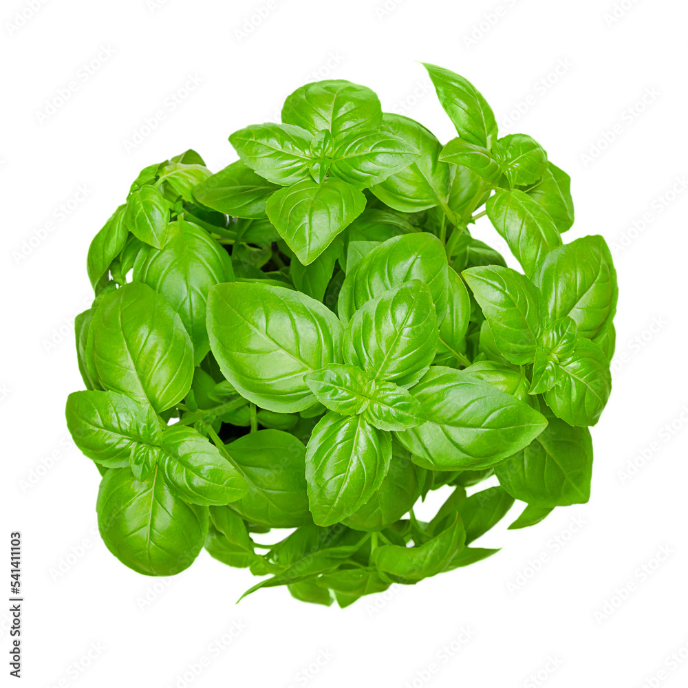 Bunch of fresh sweet basil, isolated, from above. Also known as great