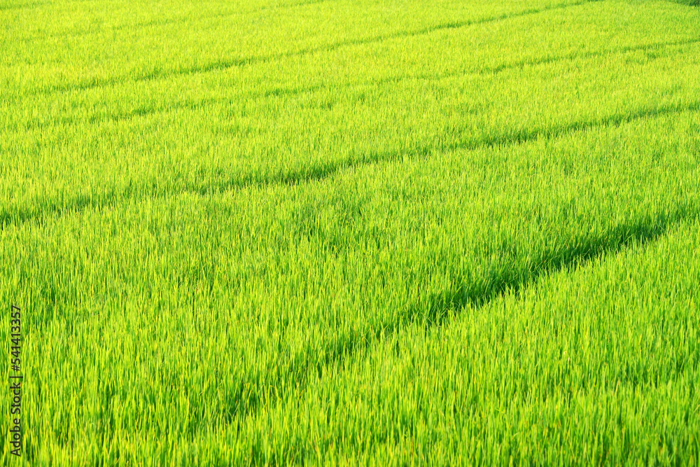 landscape of beautiful green rice plantation landscape of beautiful green rice plantation