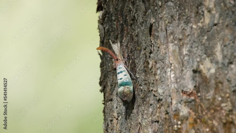 Bright sunny day while its resting on the bark then moves around facing downwards, Lanternfly, Pyrops ducalis Sundayrain, Khao Yai National Park, Thailand. Bright sunny day while its resting on the bark then moves around facing downwards, Lanternfly, Pyrops ducalis Sundayrain, Khao Yai National Park, Thailand.