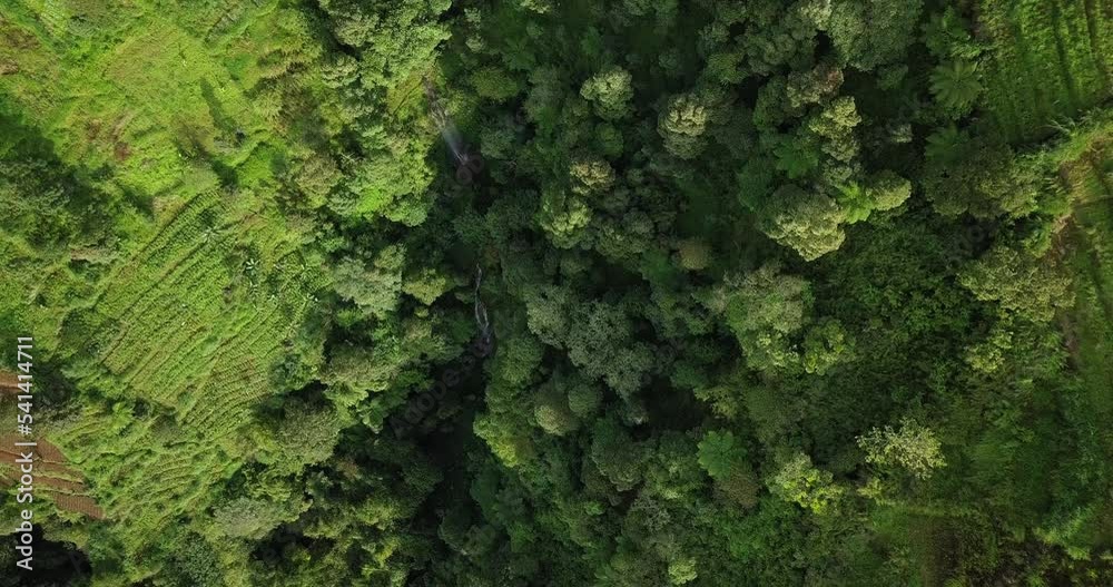 Aerial top down shot of Dense Lush Forest Landscape on slope during sunny day Aerial top down shot of Dense Lush Forest Landscape on slope during sunny day