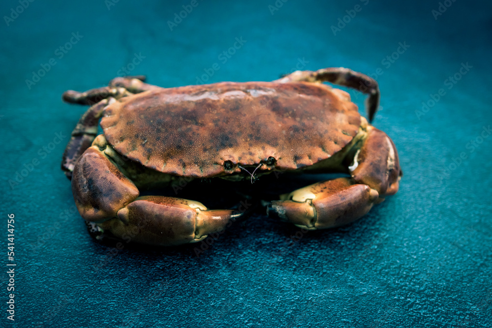 Crabe tourteau vivant