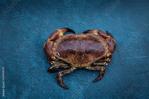 Crabe tourteau vivant photo