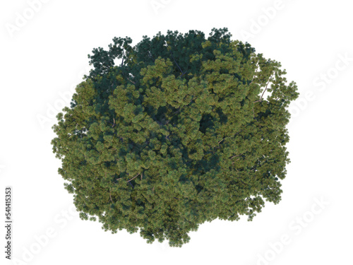 Cuadro en lienzo Scots Pine top view png alpha channel