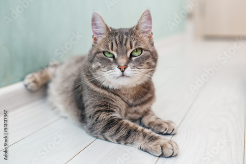 Beautiful cat lying on floor. Concept of pets.