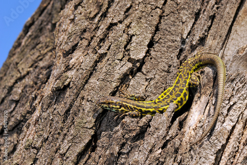 Tyrrhenian wall lizard // Tyrrhenische Mauereidechse (Podarcis tiliguerta) - Sardenia, Italy photo