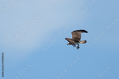 osprey is hunting a fish