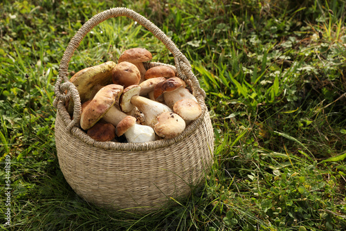 Wicker basket with fresh wild mushrooms outdoors, space for text