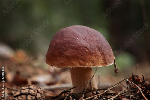 Beautiful porcini mushroom growing in forest, closeup