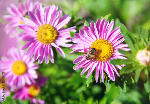 a flowerbed with lilac asters  a bee sitting on a flower  collecting honey