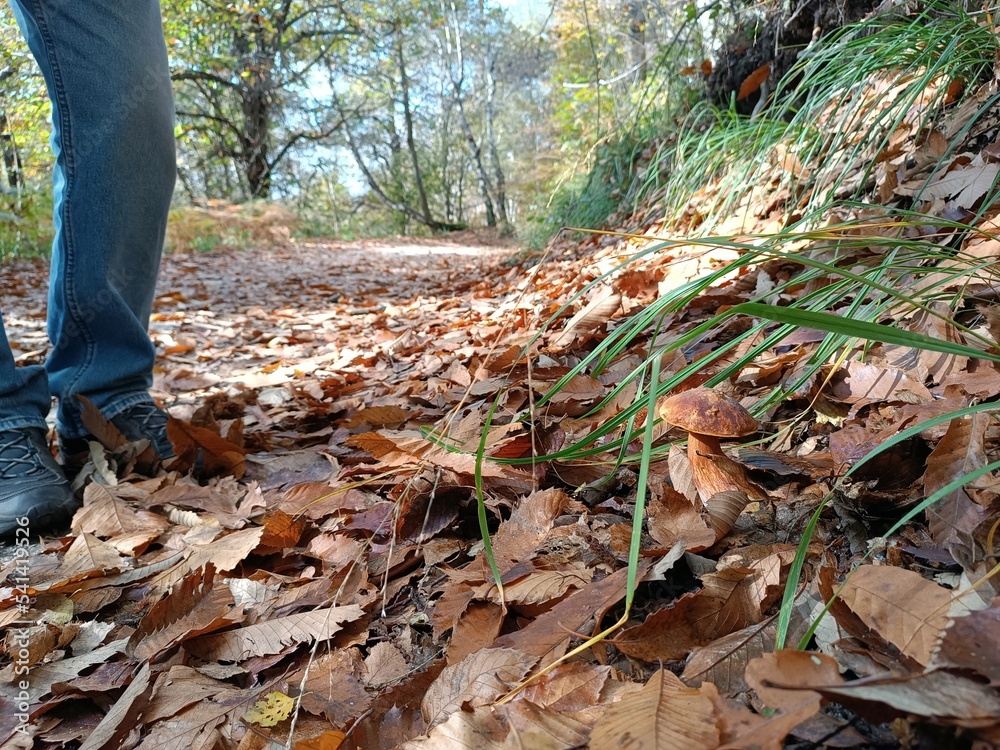 Thick Forest in Autumn - Heart of the Forest. Leg with trousers near a mushroom. Thick Forest in Autumn - Heart of the Forest. Leg with trousers near a mushroom.