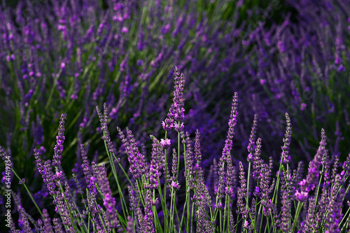 Beautiful blooming lavender plants growing in field