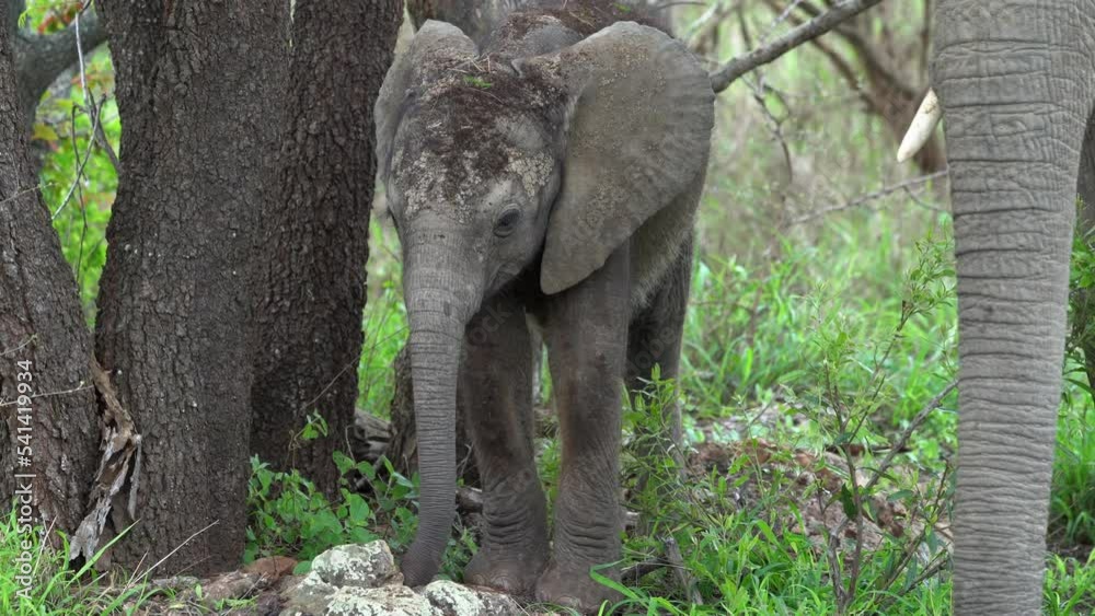 A Cute Baby Elephant Covered in Soil Stands Beside Its Mother, Using Its Trunk to Pluck and Eat