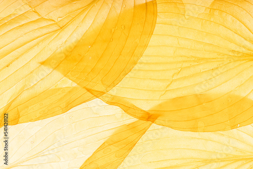 Macro texture of translucent layered yellow leaves