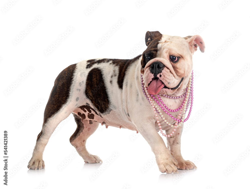 Obraz premium english bulldog in studio