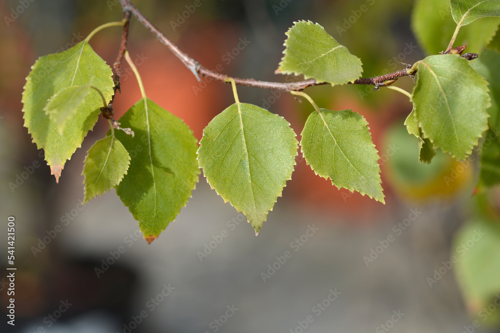 Magical Globe birch