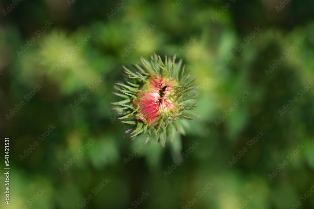 New England aster Andenken an Alma Potschke New England aster Andenken an Alma Potschke