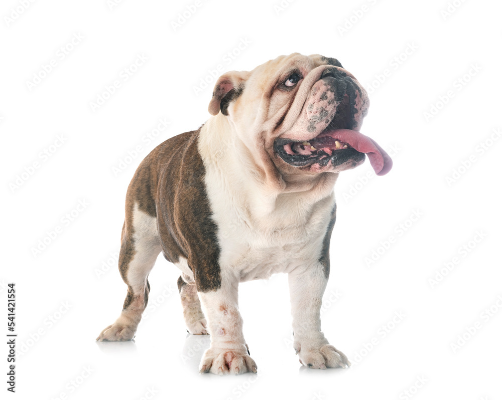 english bulldog in studio english bulldog in studio