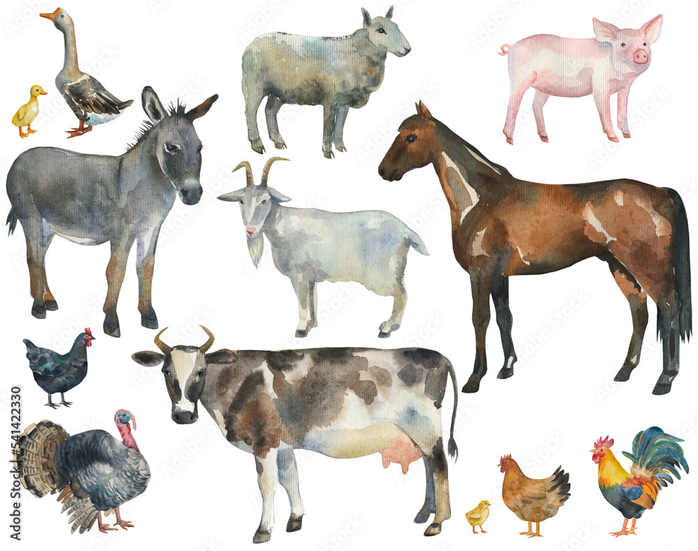 Obraz premium set of animals