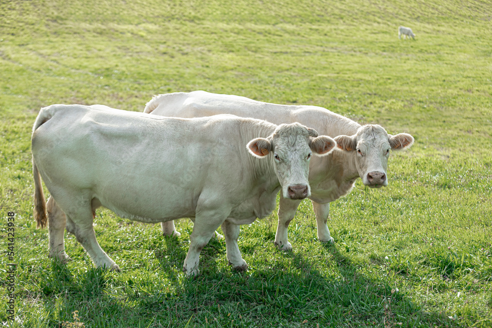 Two white cows in the pasture on a sunny summer day.