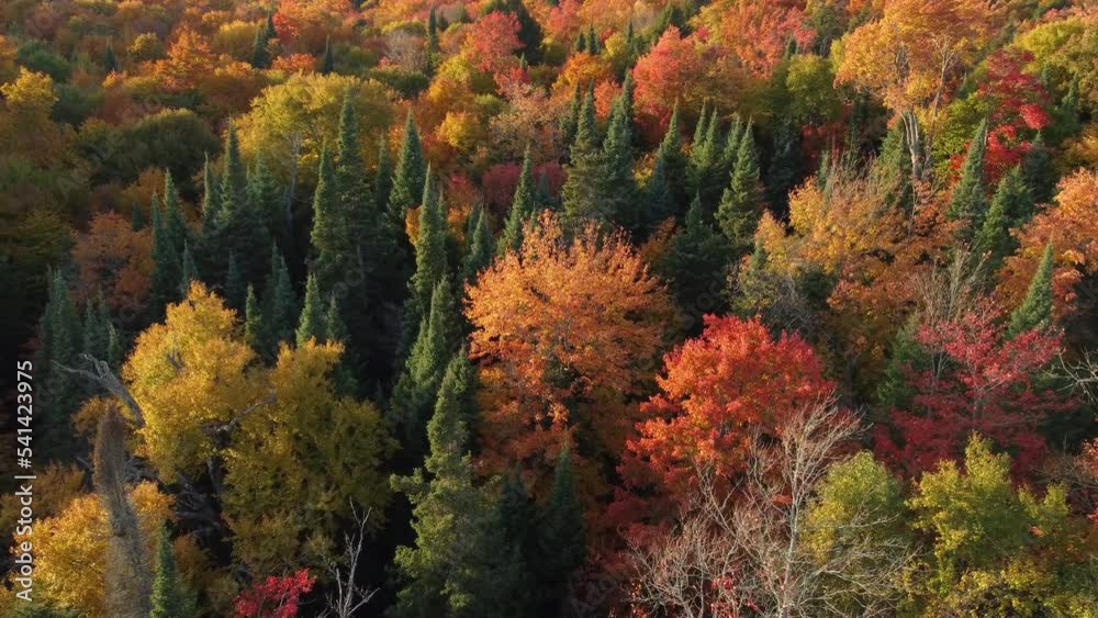 drone flight over a mixed forest with deciduous trees in full autumn colors and pine trees towering above them drone flight over a mixed forest with deciduous trees in full autumn colors and pine trees towering above them