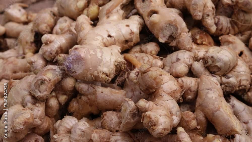 fresh organic ginger from farm close up from different angle fresh organic ginger from farm close up from different angle