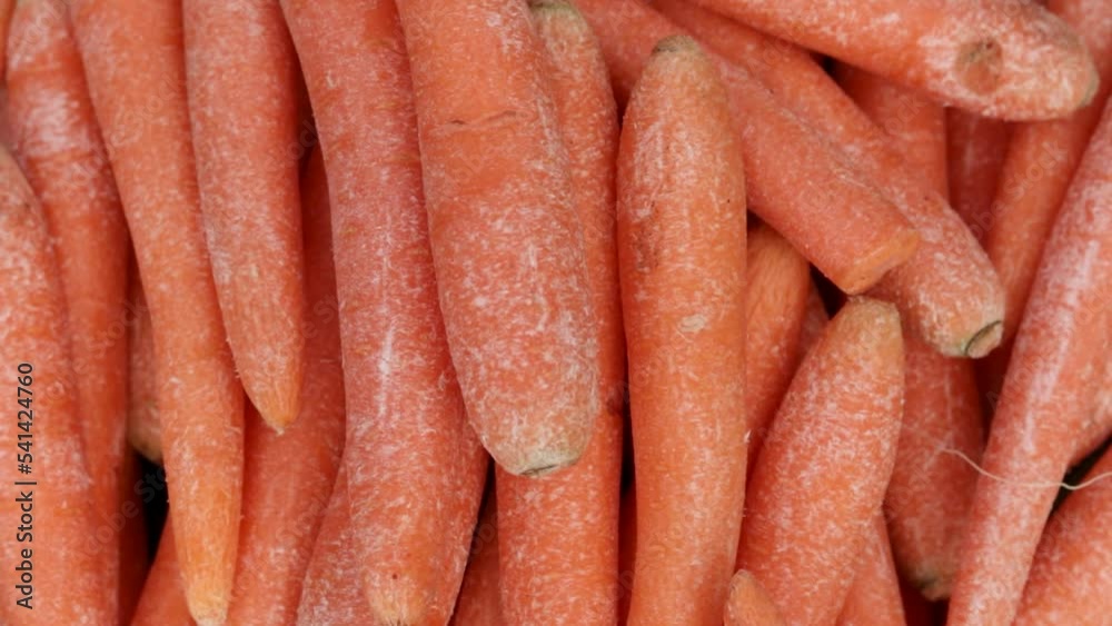fresh organic carrot from farm close up from different angle