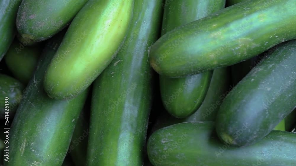 fresh green cucumber many close up from top angle fresh green cucumber many close up from top angle