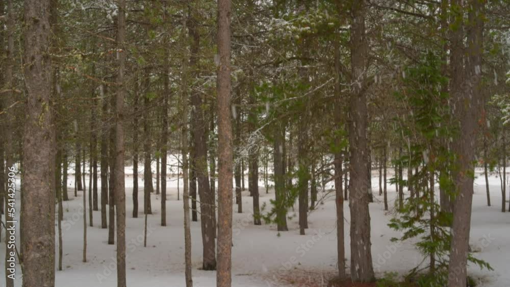 slow snowfall, great for a green screen background. in the woods near a cabin in them middle of pine trees slow snowfall, great for a green screen background. in the woods near a cabin in them middle of pine trees