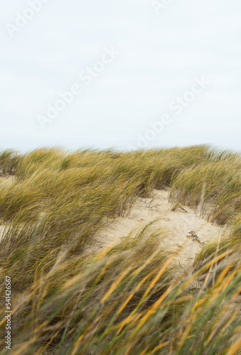 sand dunes and grass