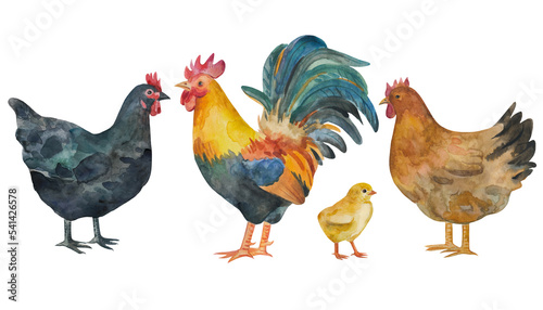 Watercolor hand drawn illistration with rooster and chickens