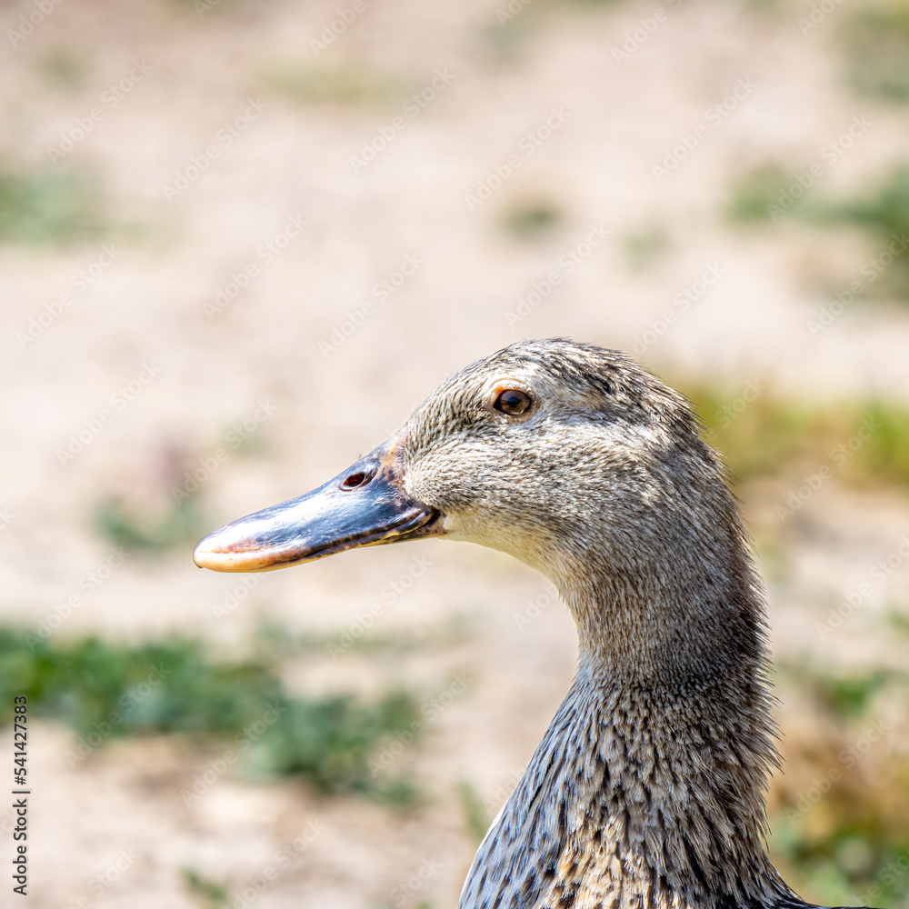 Fototapeta premium duck in the park