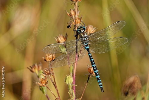 Closeup shot of a common hawker perched on the flower photo