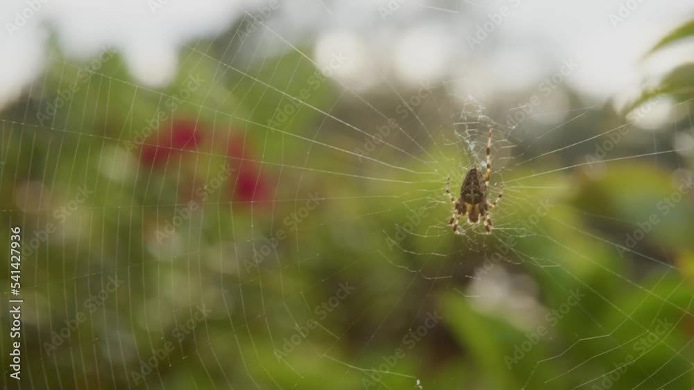 cross spider sitting in its web cross spider sitting in its web