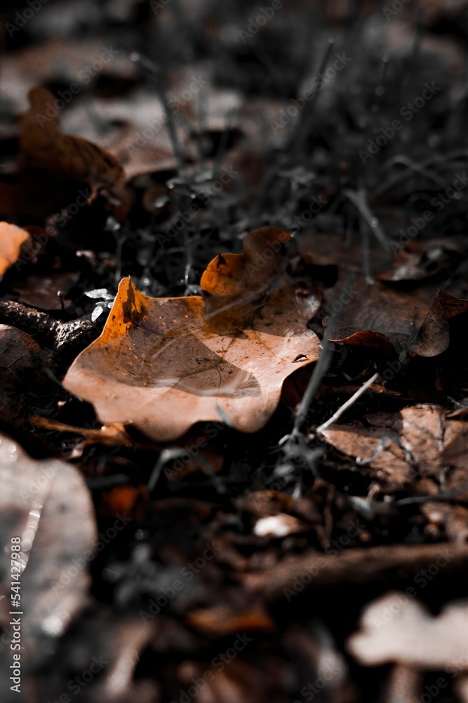 autumn leaves on the ground autumn leaves on the ground