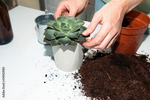 Close up female hands, holding a shovel, transplanting a green succulent on the balcony on white table. Front view