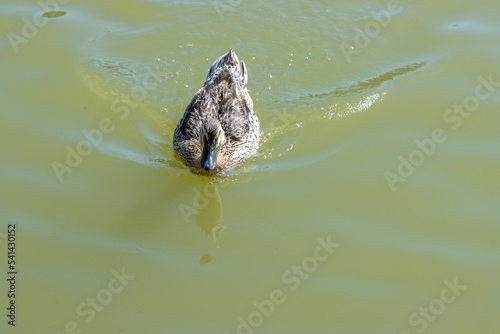 duck on the water © Seif