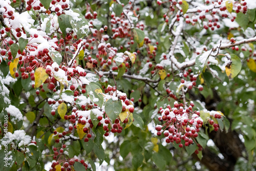 Snow-covered branches of a wild apple tree with fruits on an autumn day. The first snow-white snow on a beautiful apple tree with small red fruits and green leaves.