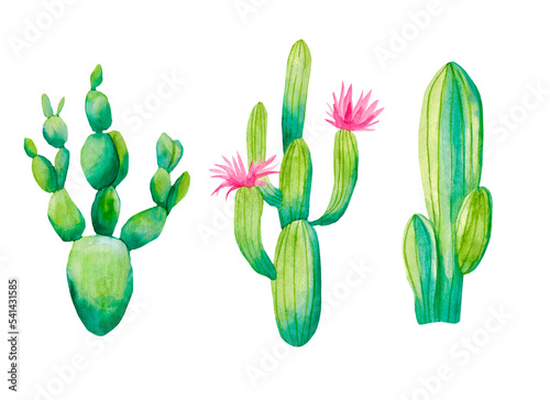 Watercolor set of cacti and succulent plants isolated on background. Floral illustration for your projects, greeting cards and invitations.

