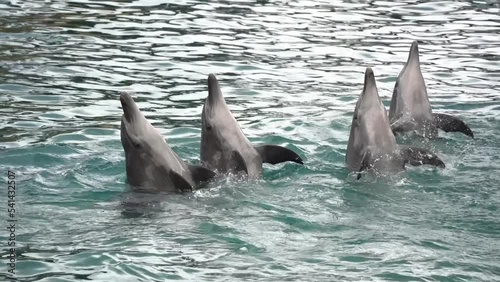 Captive common bottlenose dolphin, tursiops truncatus clapping with its flippers, animal cruelty living in captivity, slow motion close up shot capturing performance of unnatural tricks. photo
