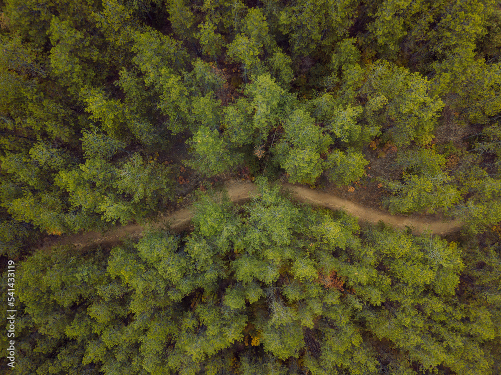 Top aerial view of country road in autumn forest Top aerial view of country road in autumn forest
