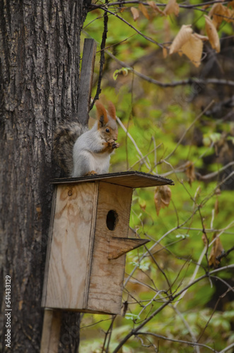 squirrel in the park, squirrel eats