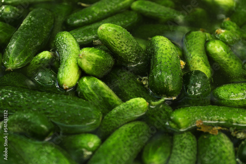Many fresh ripe cucumbers in water  closeup