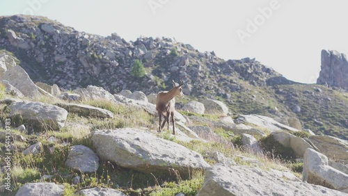 a chamois stand alone on a rock in the alps mountains. photo