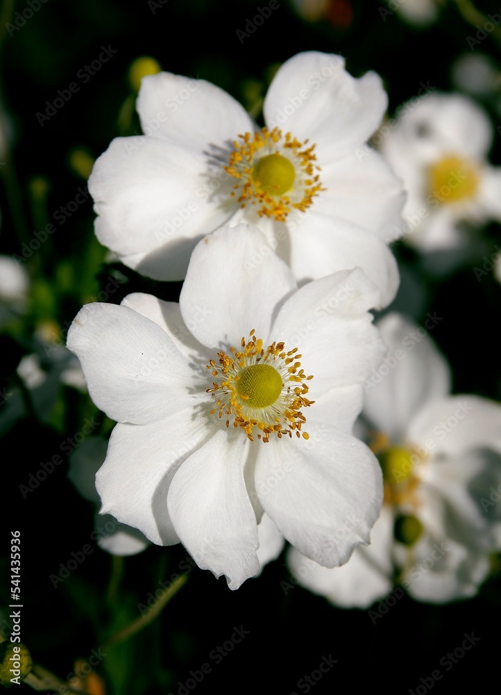 white flowers of anemone plant in the garden close up white flowers of anemone plant in the garden close up
