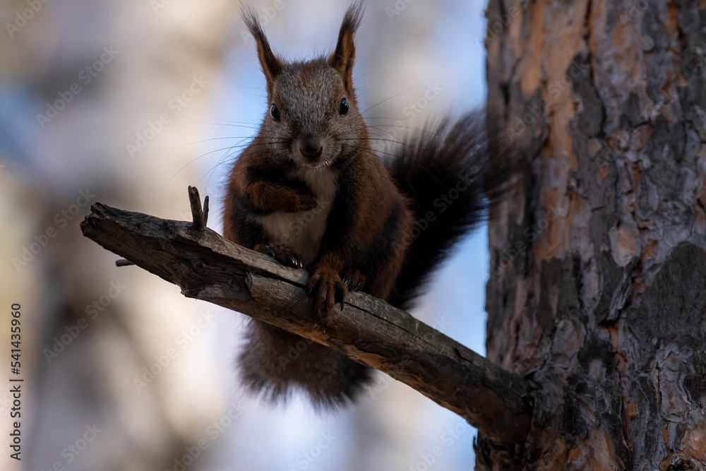 Naklejka premium A brown squirrel sits on a pine tree branch.