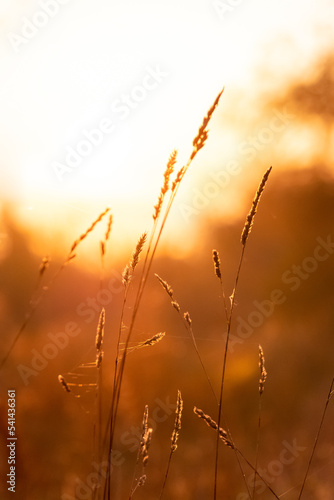 FHD Wallpaper - sunrise in the field