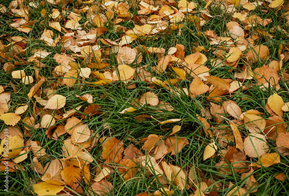 Layer of different fallen leaves in green grass