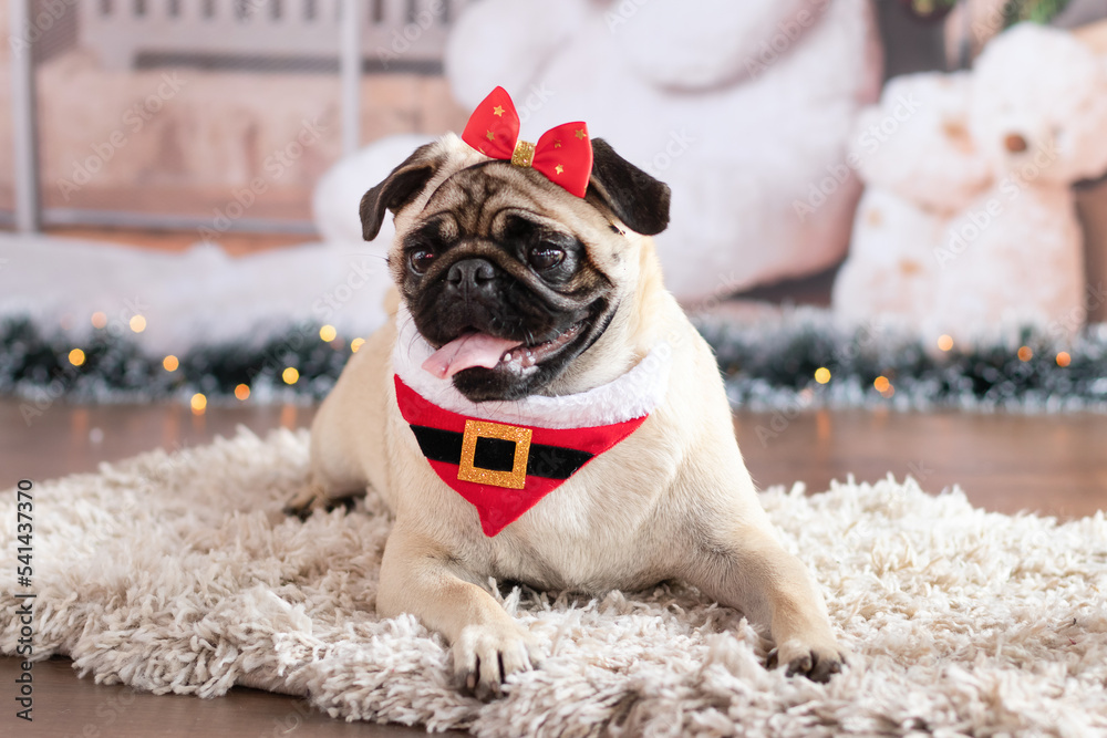 Female Pug dog with red tiara and red santa claus bandana in Christmas scenery Female Pug dog with red tiara and red santa claus bandana in Christmas scenery