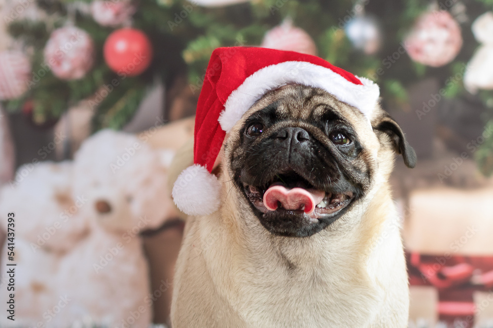 Portrait of little dog Pug with big smile, is wearing red Santa Claus hat.