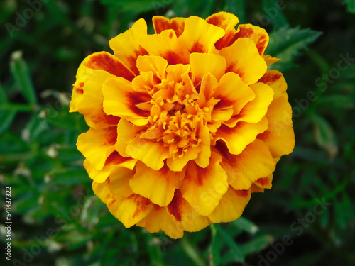 Top view on beautiful orange tagetes flower.